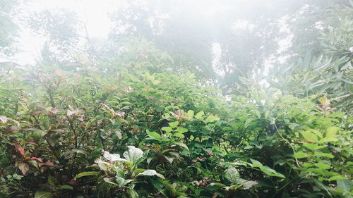 Close-up of plant growing on tree