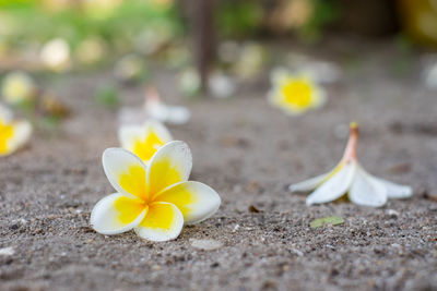 Close-up of frangipani on plant