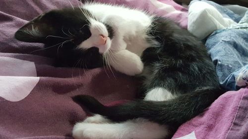 Close-up of cat relaxing