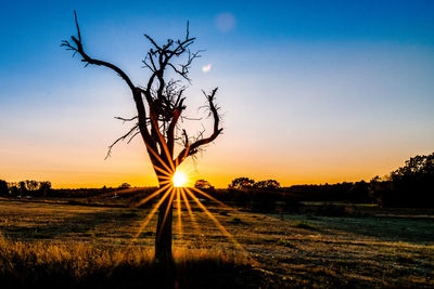 Silhouette bare tree on field against sky at sunset