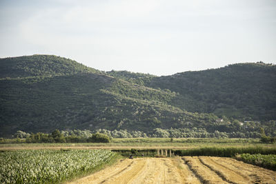 Scenic view of agricultural field against sky