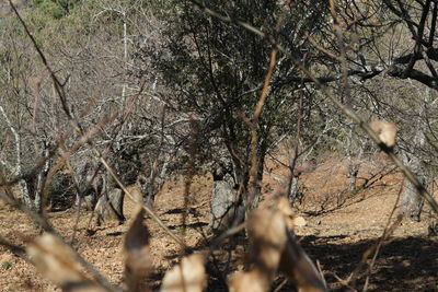 Bare trees in park