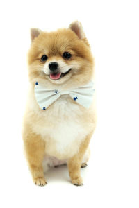 Portrait of dog sitting on white background