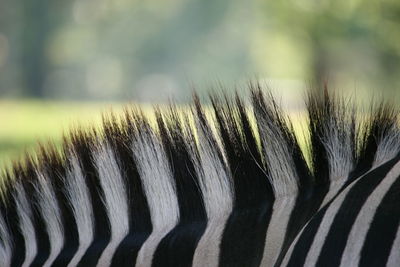 Zebra mane