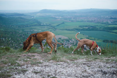 Horses in a field