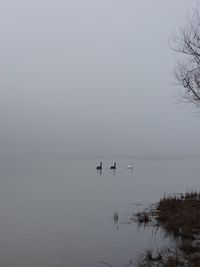 View of birds in sea against sky