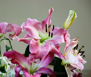 Close-up of pink day lily