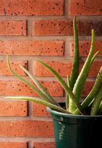 Close-up of potted plant on wall