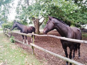 Horses in ranch