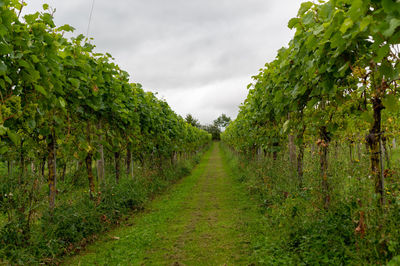 Scenic view of vineyard against sky