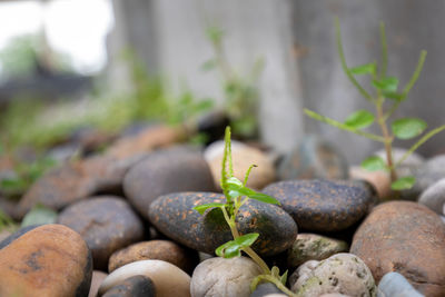 Close-up of pebbles on rock