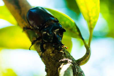 Close-up of insect on tree trunk