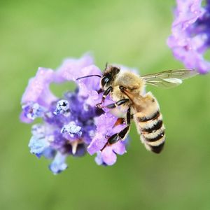 Close-up of bee pollinating on purple flower