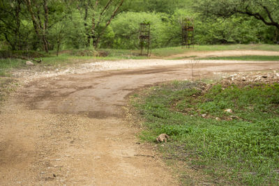 View of sheep on road