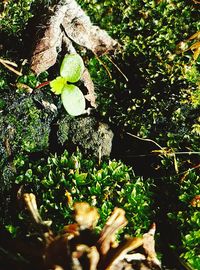 Close-up of fresh green plants