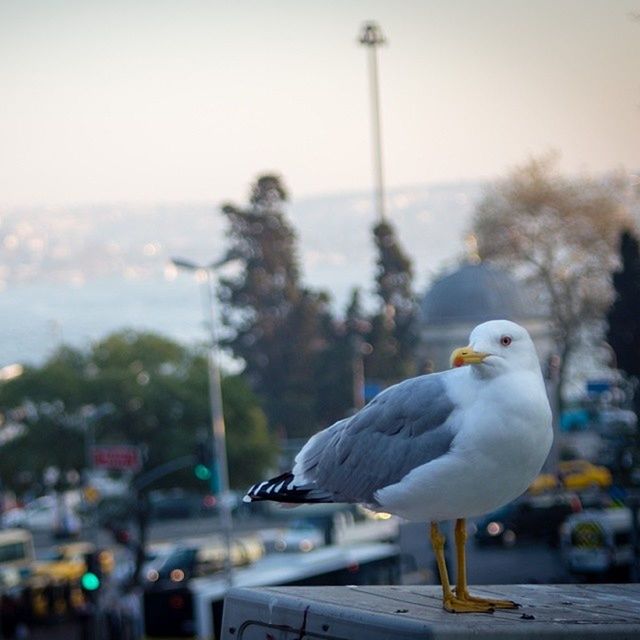 bird, animal themes, animals in the wild, wildlife, focus on foreground, seagull, perching, one animal, railing, close-up, two animals, nature, outdoors, water, beak, no people, full length, sky, day, selective focus