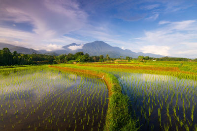 Scenic view of agricultural field against sky