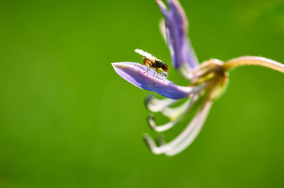 Close-up of insect on purple flower