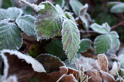 Close-up of frozen plants during winter