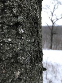 Close-up of tree trunk during winter