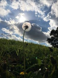 Close-up of flower blooming on field against sky