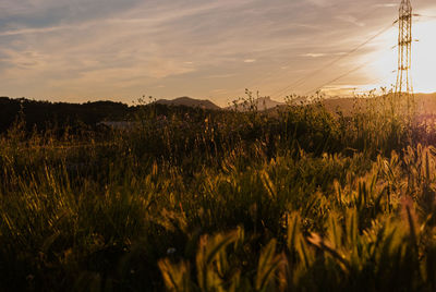 Plants growing on field against sky during sunset