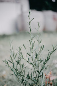 Close-up of flowering plant during winter