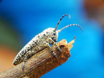 Low angle view of insect on blue sky