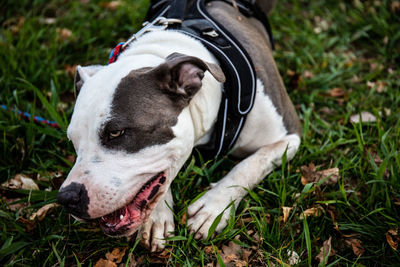 Close-up of dog on field