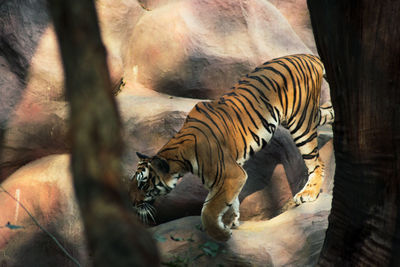 Close-up of zebras at zoo