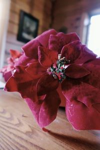 Close-up of pink rose flower