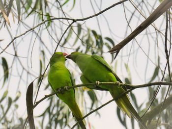 Low angle view of bird perching on branch