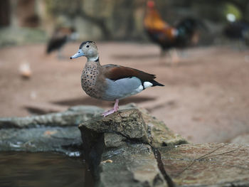 Close-up of bird perching on a rock