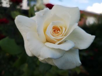 Close-up of white rose