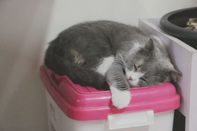 Close-up of kitten sleeping