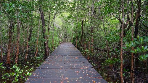 Footpath amidst trees in forest