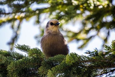 Low angle view of bird perching on tree