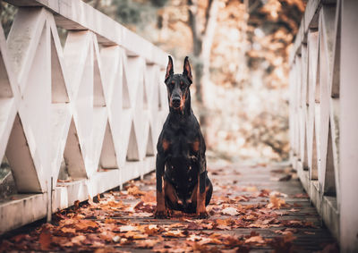 Portrait of dog sitting outdoors