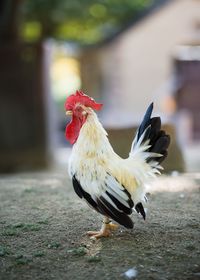 Close-up of rooster