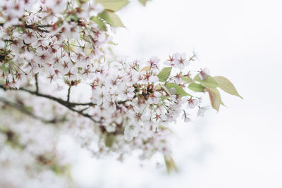 Close-up of cherry blossoms in spring