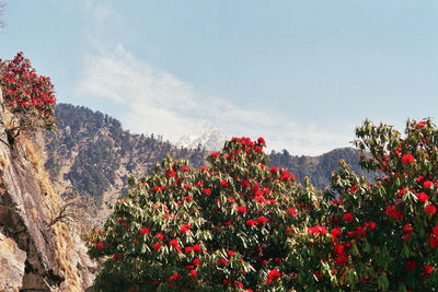 Red flowers blooming on tree against sky