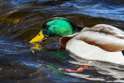 Duck swimming in lake