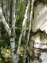 Full frame shot of trees in forest