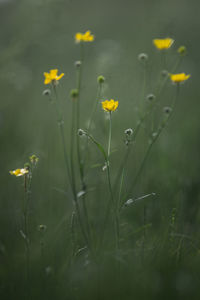 Close-up of yellow flowers blooming on field