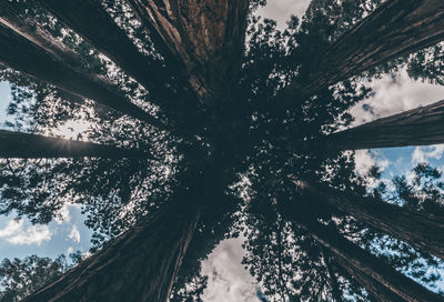 Low angle view of trees against sky