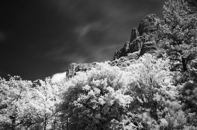 Low angle view of trees against sky