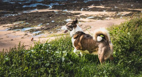 Full length of a dog on land