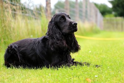 Black dog looking away on field