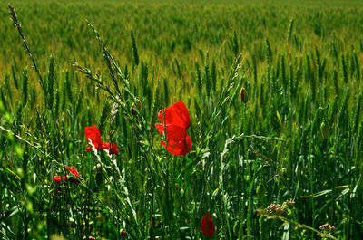 Close-up of poppy growing in field