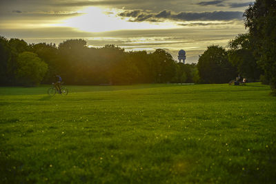 Trees growing on field against sky during sunset